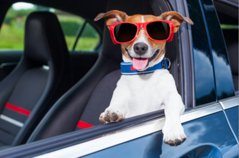 Are Car Fresheners Safe to Use Around Dogs?